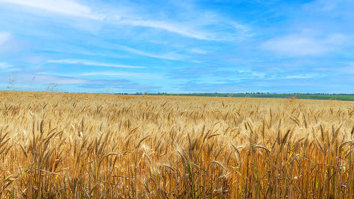 Polska pomoc przy eksporcie z Ukrainy zbóż i innych towarów rolnych